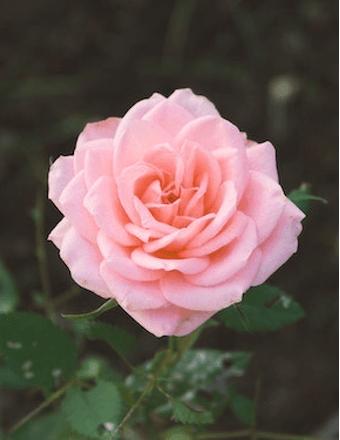 Lucilla (Wilson) Frazier Obituary