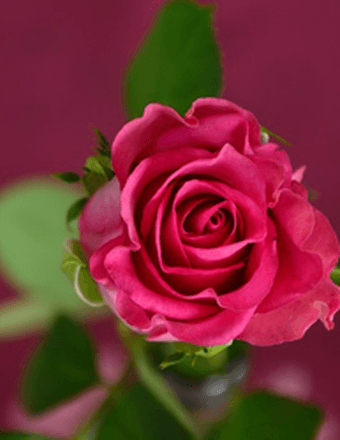 Alfaretta (Black) Baker Obituary